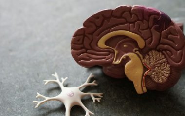 Унікальна властивість головного мозку, яка здивувала вчених і змусила розглядати тіло з іншого боку