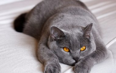 Кумедна кішка, яка промовила «хеллоу» стала зіркою Мережі (ВІДЕО)