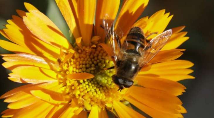 Терапевт рассказала о необходимых действиях при укусе пчелы