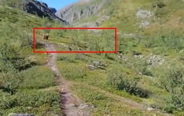 Мужчина прогнал двух медведей криком и снял на видео