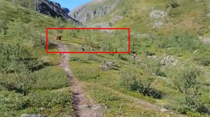 Мужчина прогнал двух медведей криком и снял на видео