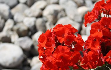 Чим поливати пеларгонію, щоб вона пишно квітнула ціле літо: головне — баланс мікроелементів