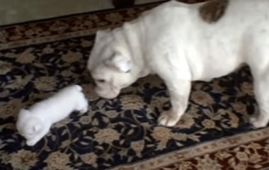 Сети насмешил щенок, рассердившийся на свою маму (ВИДЕО)