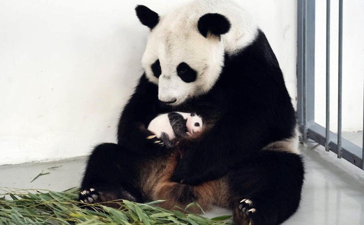 Панда безуспешно попыталась спрятаться во дворе сельского жителя