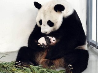 Панда безуспешно попыталась спрятаться во дворе сельского жителя