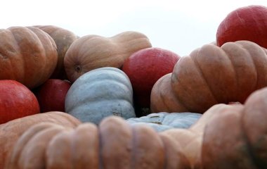 Фахівці розповіли про користь гарбуза для здоров'я