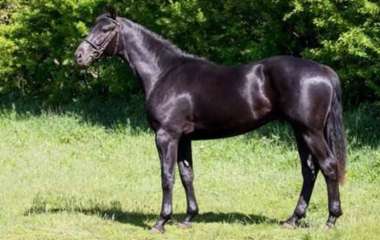 Покупатель искупал свою новую лошадь и выяснил, что она вовсе не чёрная (ФОТО)