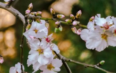 У березні полийте цим розчином плодові дерева — і зберете з кожного по 150 кг ягід