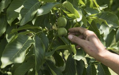 Якщо на вашому подвір’ї росте волоський горіх, ніколи його не спилюйте, і ось чому