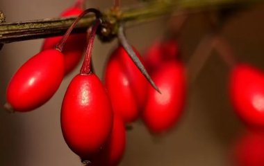 Як вилікувати діабет і схуднути за допомогою берберину