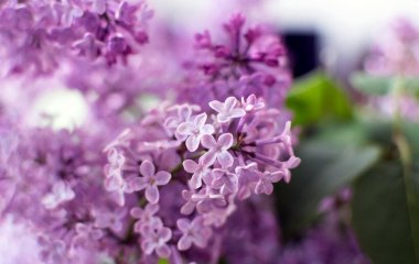 День ангела 1 травня: кого та як вітати з іменинами