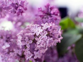 День ангела 1 травня: кого та як вітати з іменинами