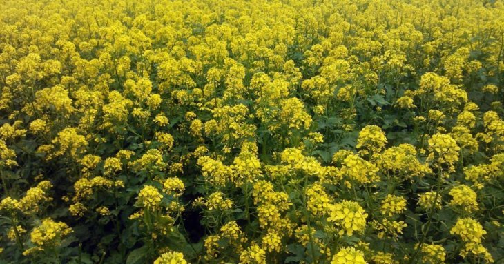 Як сіяти гірчицю вручну для покращення ґрунту після збирання врожаю