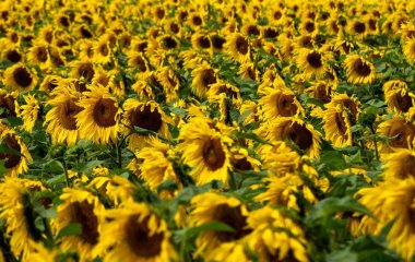 8 швидкорослих однорічних рослин для яскравого саду вже цієї весни