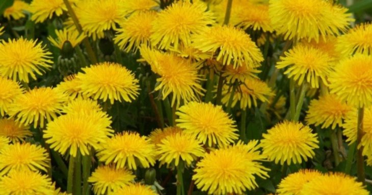 Що приготувати з лікарської кульбаби: корисні рецепти та ідеї