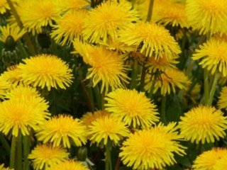 Що приготувати з лікарської кульбаби: корисні рецепти та ідеї