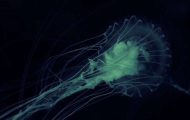 Ученые обнаружили в водопроводной воде амебу, которая вредит мозгу человека