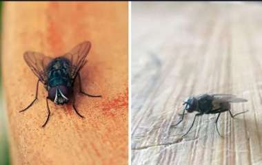 Ароматы каких специй лучше отпугивают мух: полезные советы
