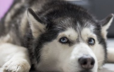 Гавкають і виють за кожної нагоди: ветеринарка назвала 7 найгучніших порід собак