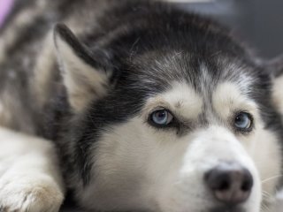Гавкають і виють за кожної нагоди: ветеринарка назвала 7 найгучніших порід собак