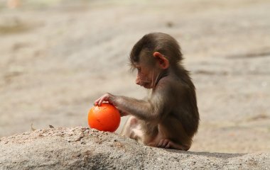 Бабуин и львенок воспроизвели сцену из «Короля Льва», но это дикая природа, а не мультик