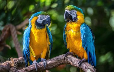 Диалог двух попугаев повеселил Сети (ВИДЕО)