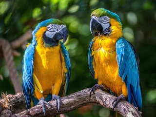 Диалог двух попугаев повеселил Сети (ВИДЕО)
