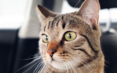 Не купуйте цього котам: ветеринари попередили про небезпечні товари