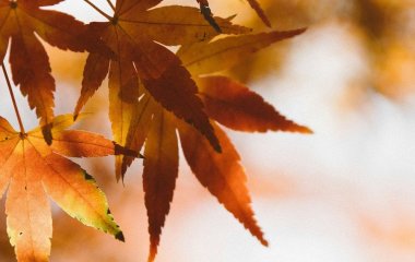 День ангела 12 листопада: кого та як вітати з іменинами