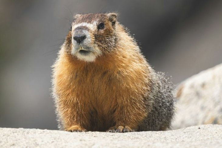 Улыбка до ушей: сурок попался, когда воровал овощи (ВИДЕО)