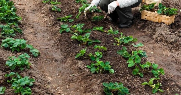 Коли та як садити полуницю навесні
