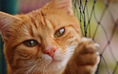 Ученые назвали кошек переносчиками опасного заболевания