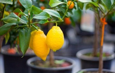 Экзотические растения, которые можно вырастить у себя дома