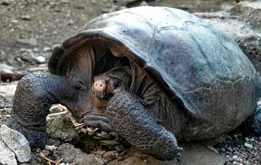 Сети покорили попытки щенка подружиться с черепахой (ВИДЕО)