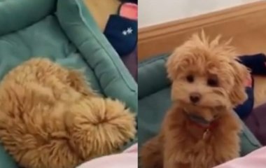 Сети насмешила реакция спящей собаки на чипсы (ВИДЕО)