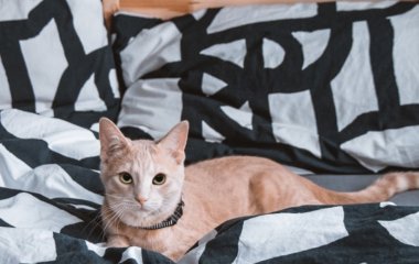 Не спешите! Какие опасности таит заправленная сразу после пробуждения кровать