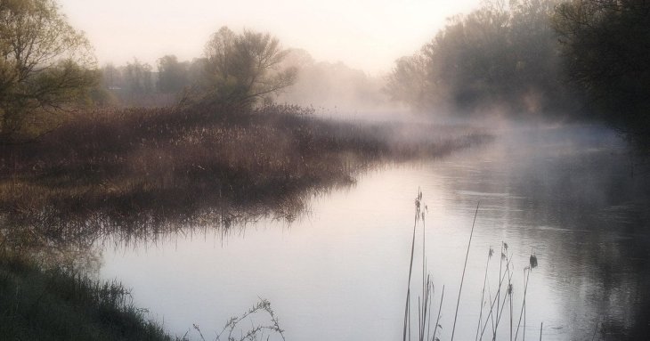 Не комиш і не очерет: дізнайтеся правильну назву рослини, яку кожен бачив біля води