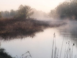 Не комиш і не очерет: дізнайтеся правильну назву рослини, яку кожен бачив біля води