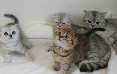 Сети насмешила фотка строгой мамы-кошки (фото)