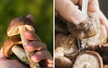 Как легко отмыть грибы от грязи: лайфхак от опытных грибников