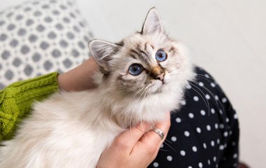 5 важливих кроків перед тим, як завести кота