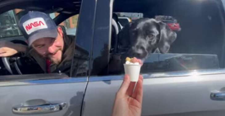 Собака, которую угостили мороженым, заглотила его вместе со стаканчиком (ВИДЕО)