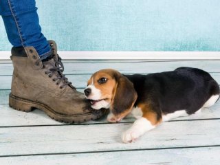 Новый хит: щенок копирует крик петуха (ВИДЕО)