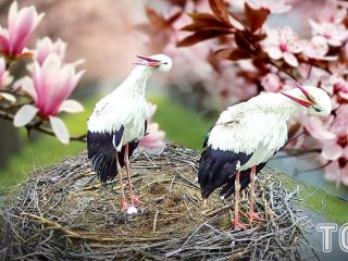 Гніздо, за яким стежить вся Україна: у лелек Грицика й Одарки з’явилося нове яйце (відео)