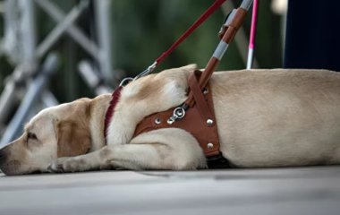 Собаки можуть передбачати епілептичні напади у господарів