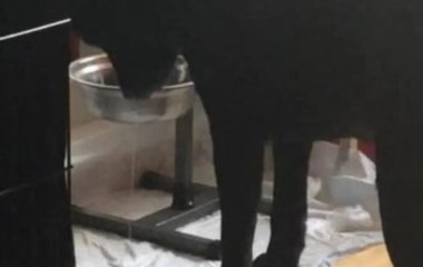 Лабрадор, напившись воды, решил с ней поиграть, чем рассмешил зрителей