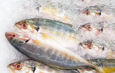 Риба №1 для вашого здоров’я: дешевша за скумбрію, корисніша за лосось — обов’язково додайте до раціону