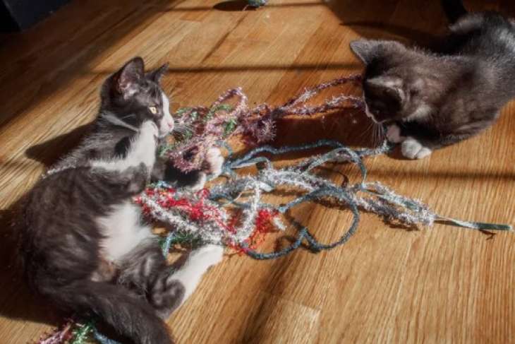 Что делать, если кот съел мишуру с елки: без паники и резких движений