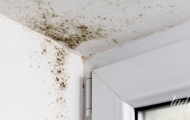 Як назавжди зупинити ріст цвілі вдома: експерти розповіли про дешевий натуральний засіб