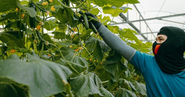 Чим підживити огірки після пересаджування: простий розчин для швидкого росту